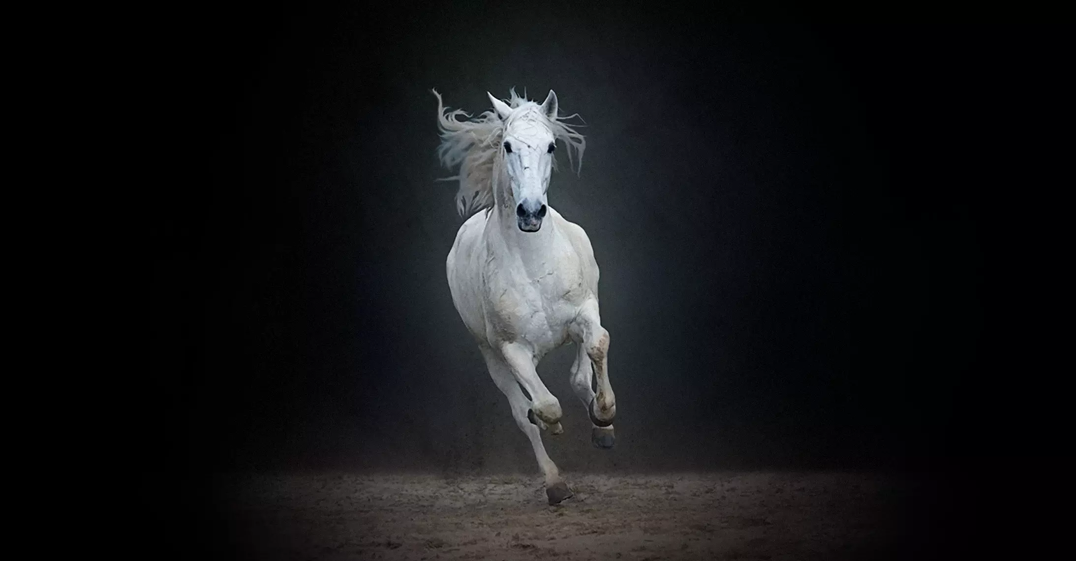 Riding Wild Horses Cover Image